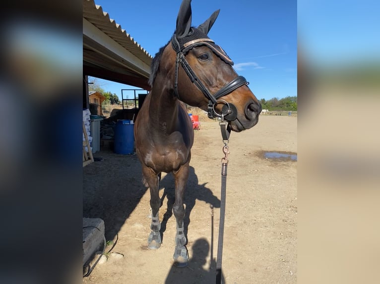 Anglo-Arabier Merrie 14 Jaar 163 cm Bruin in Prades