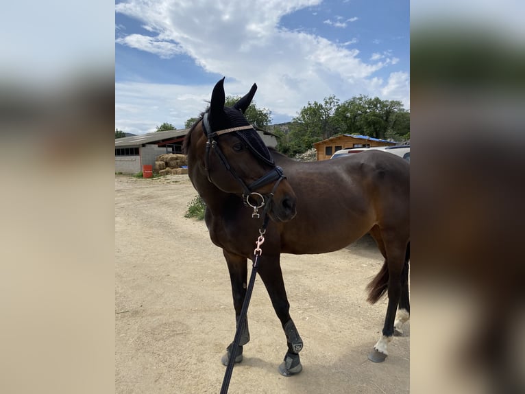 Anglo-Arabier Merrie 14 Jaar 163 cm Bruin in Prades