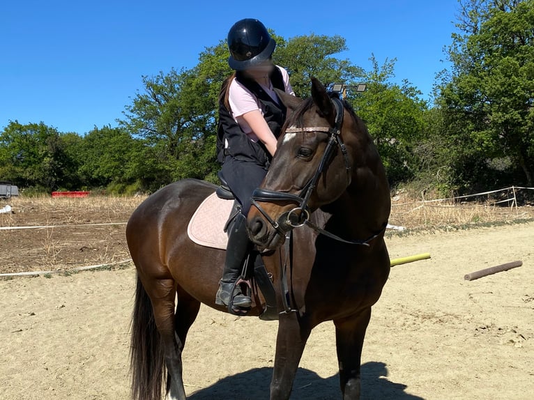 Anglo-Arabier Merrie 14 Jaar 163 cm Bruin in Prades