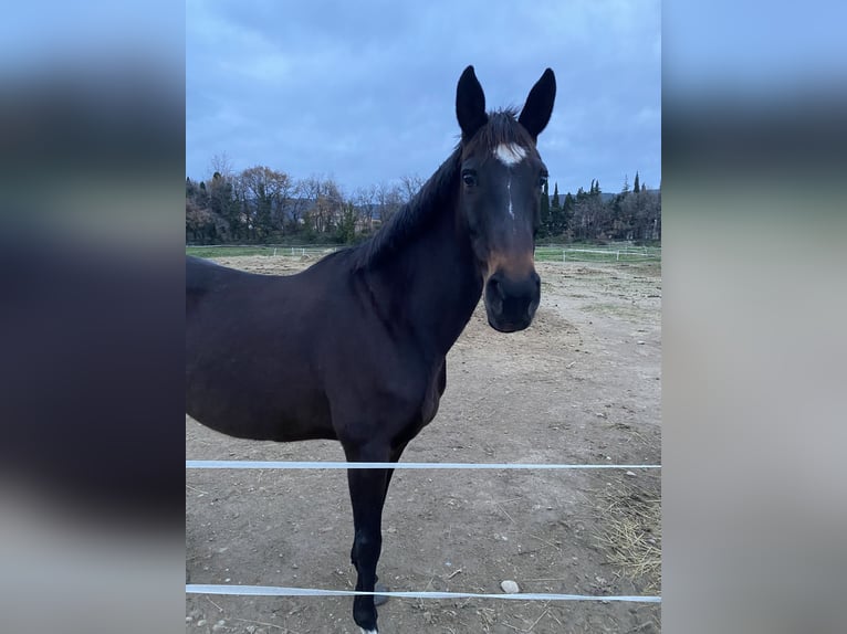 Anglo-Arabier Merrie 14 Jaar 163 cm Bruin in Prades