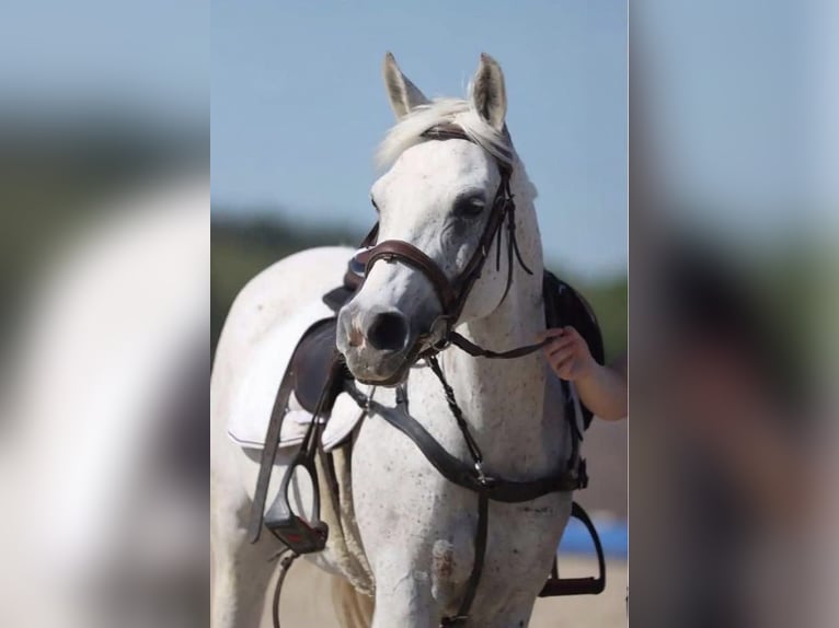 Anglo-Arabier Mix Merrie 15 Jaar 146 cm Wit in Perouges