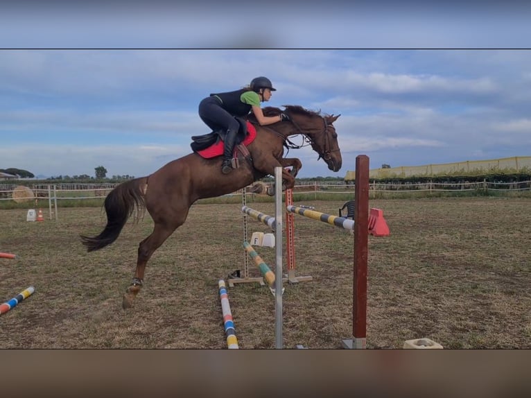 Anglo-Arabier Merrie 15 Jaar 155 cm Vos in Velletri