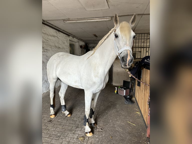 Anglo-Arabier Mix Merrie 17 Jaar 149 cm Schimmel in Krielow Deetz