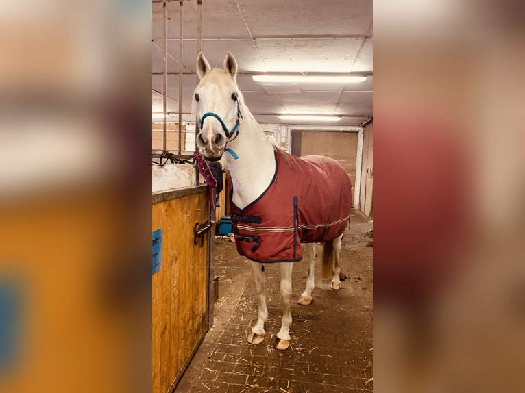 Anglo-Arabier Mix Merrie 17 Jaar 149 cm Schimmel in Krielow Deetz