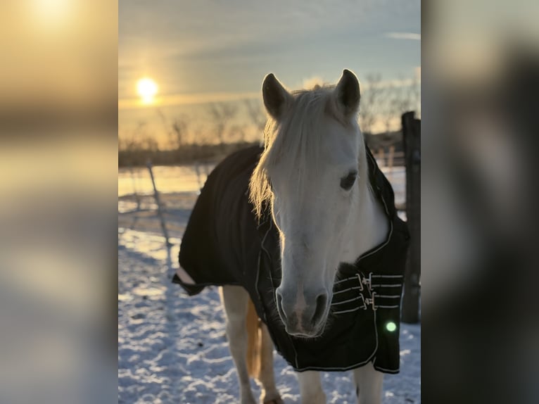 Anglo-Arabier Mix Merrie 17 Jaar 150 cm Schimmel in KrielowDeetz