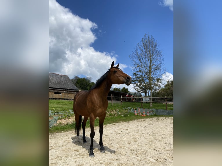 Anglo-Arabier Merrie 18 Jaar 160 cm Bruin in lisieux