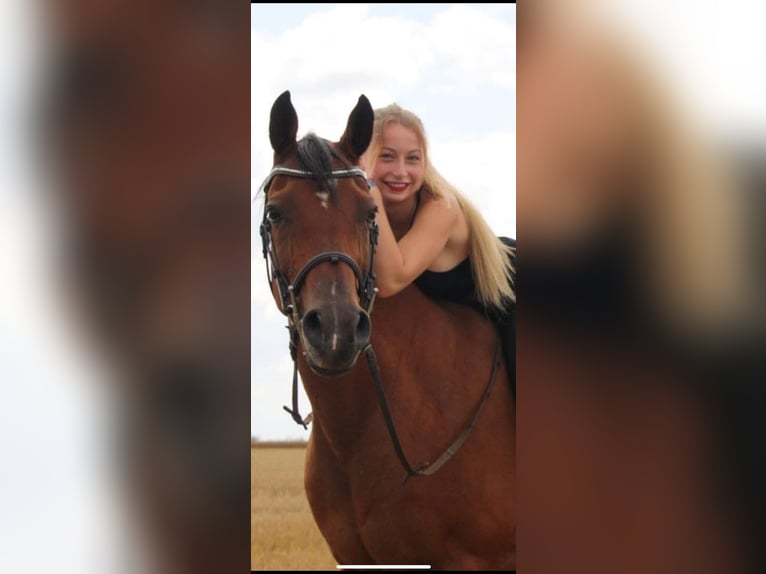 Anglo-Arabier Merrie 18 Jaar 160 cm Bruin in lisieux
