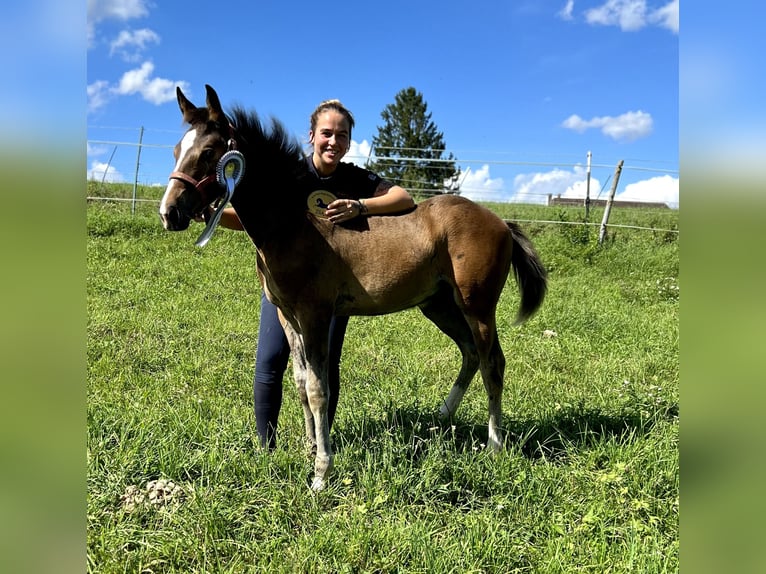 Anglo-Arabier Merrie 18 Jaar 162 cm Donkerbruin in Haigerloch