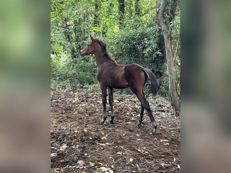 Anglo-Arabier Merrie 1 Jaar Bruin in Ladines (Oviedo)
