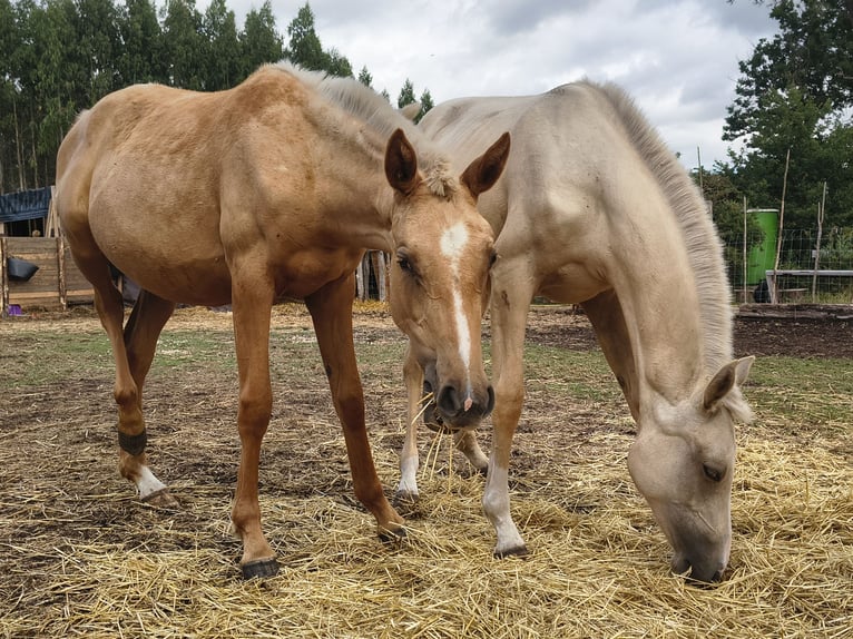 Anglo-Arabier Merrie 1 Jaar Palomino in Belesar (San Martiño) (Vilalba)