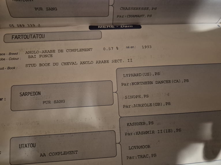 Anglo-Arabier Merrie 21 Jaar 161 cm Bruin in Groß Kummerfeld