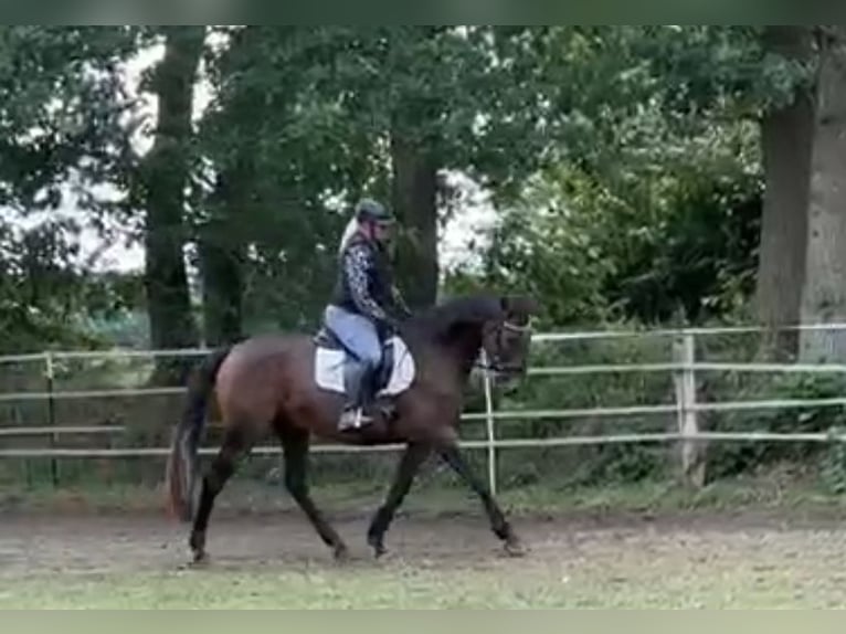 Anglo-Arabier Merrie 21 Jaar 161 cm Bruin in Groß Kummerfeld