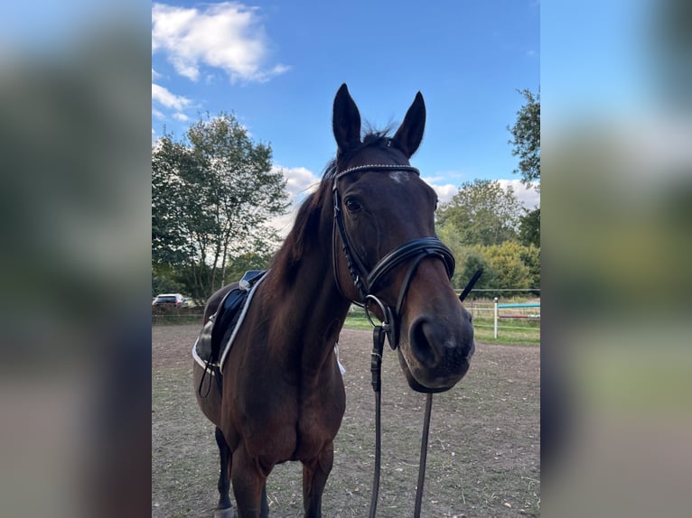 Anglo-Arabier Merrie 21 Jaar 161 cm Bruin in Groß Kummerfeld