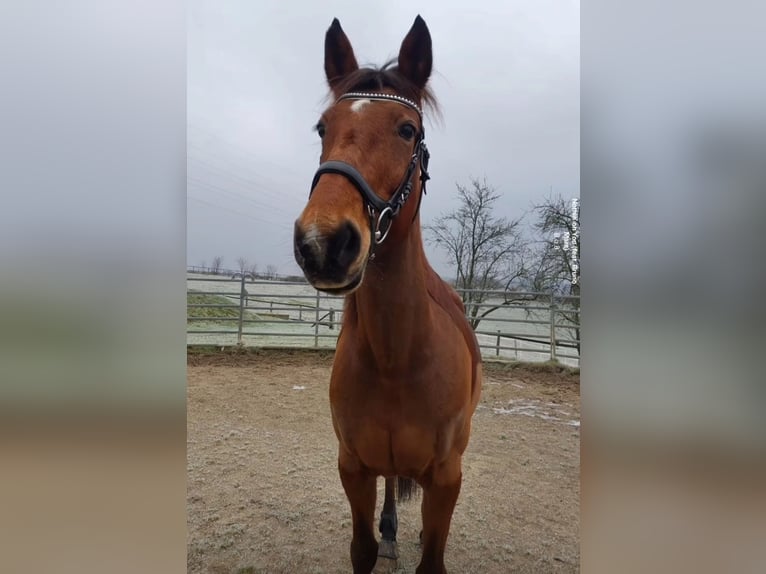 Anglo-Arabier Merrie 23 Jaar 160 cm Bruin in Leichlingen