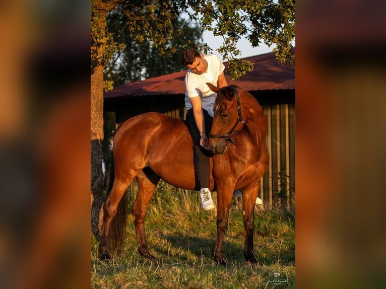 Anglo-Arabier Merrie 23 Jaar 160 cm Bruin in Leichlingen