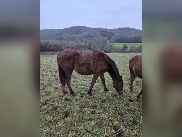 Anglo-Arabier Merrie 2 Jaar 165 cm Bruin in La Chapelle-aux-Brocs