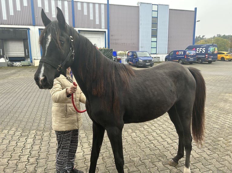 Anglo-Arabier Merrie 3 Jaar 160 cm Zwart in Sonnefeld