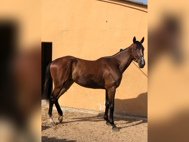 Anglo-Arabier Merrie 3 Jaar 165 cm Bruin in Vasto