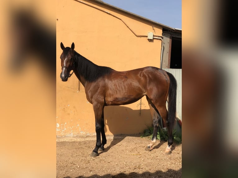 Anglo-Arabier Merrie 3 Jaar 165 cm Bruin in Vasto