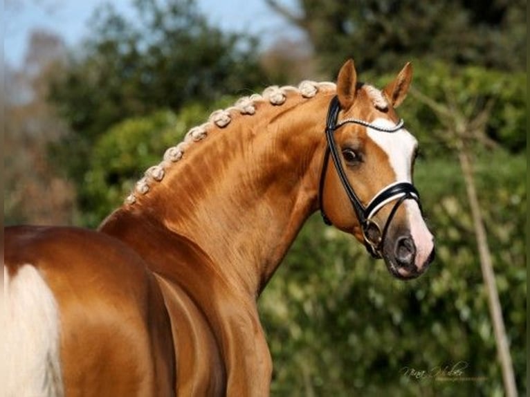 Anglo-Arabier Merrie 3 Jaar 165 cm Donkere-vos in Agde