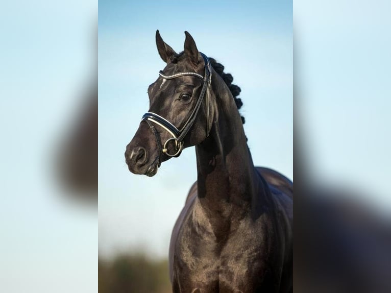 Anglo-Arabier Merrie 3 Jaar 165 cm Donkere-vos in Agde