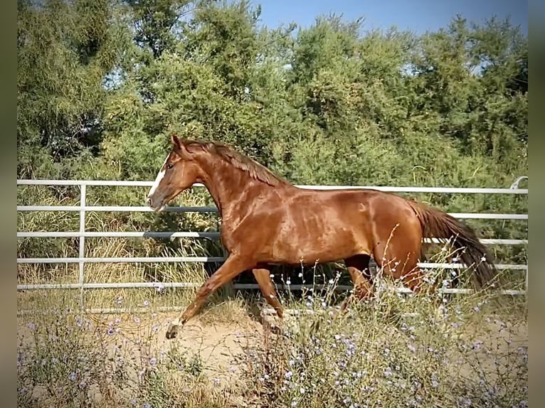 Anglo-Arabier Merrie 3 Jaar 165 cm Donkere-vos in Agde