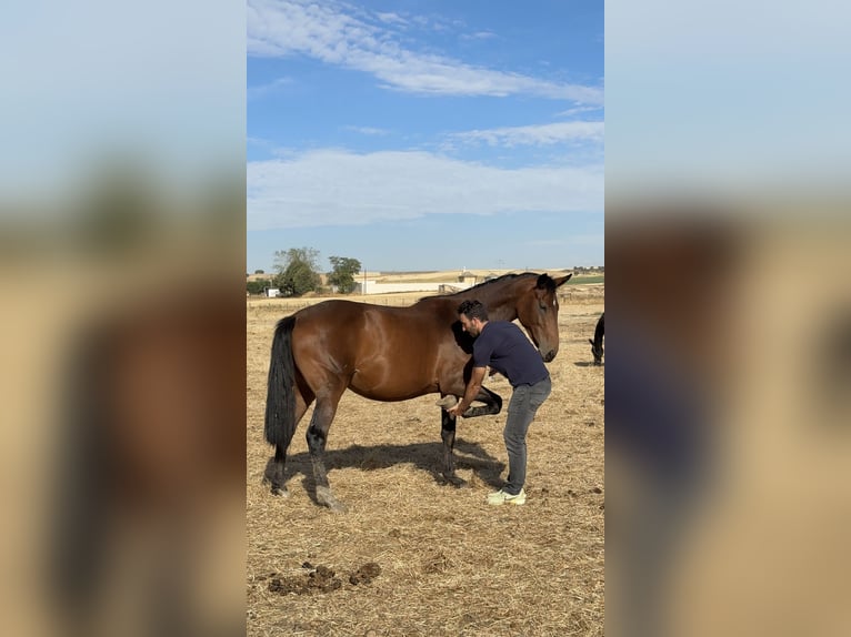 Anglo-Arabier Merrie 3 Jaar Donkerbruin in Zamora