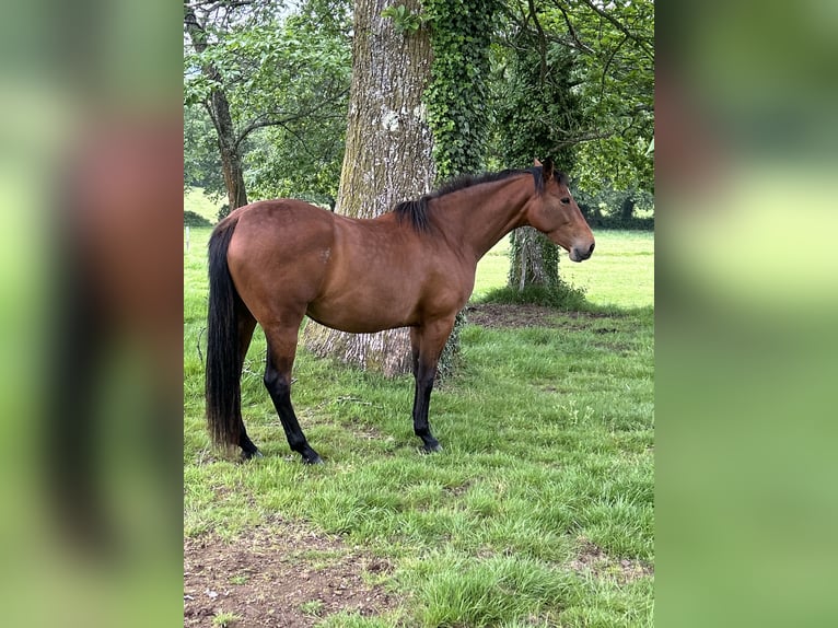 Anglo-Arabier Merrie 4 Jaar 166 cm Donkerbruin in Ladines (Oviedo)