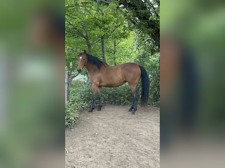 Anglo-Arabier Merrie 4 Jaar 166 cm Donkerbruin in Ladines (Oviedo)