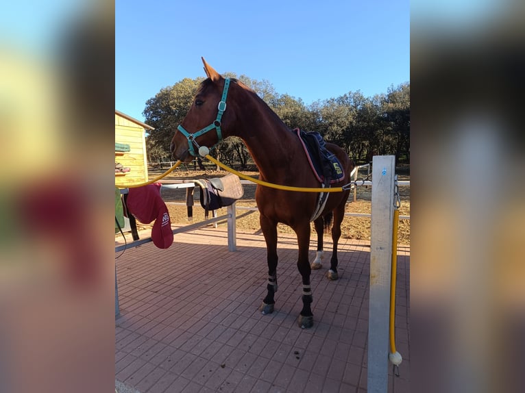 Anglo-Arabier Merrie 4 Jaar 166 cm Donkerbruin in Valdepeñas