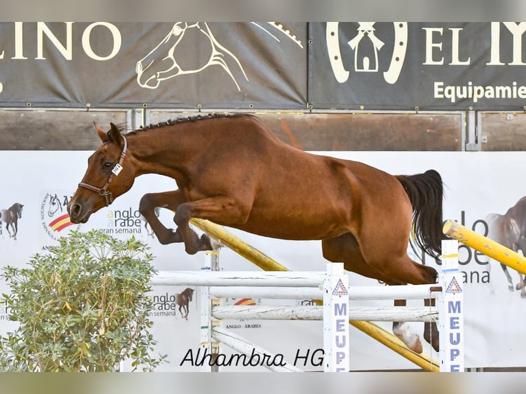 Anglo-Arabier Merrie 4 Jaar 166 cm Donkerbruin in Valdepeñas