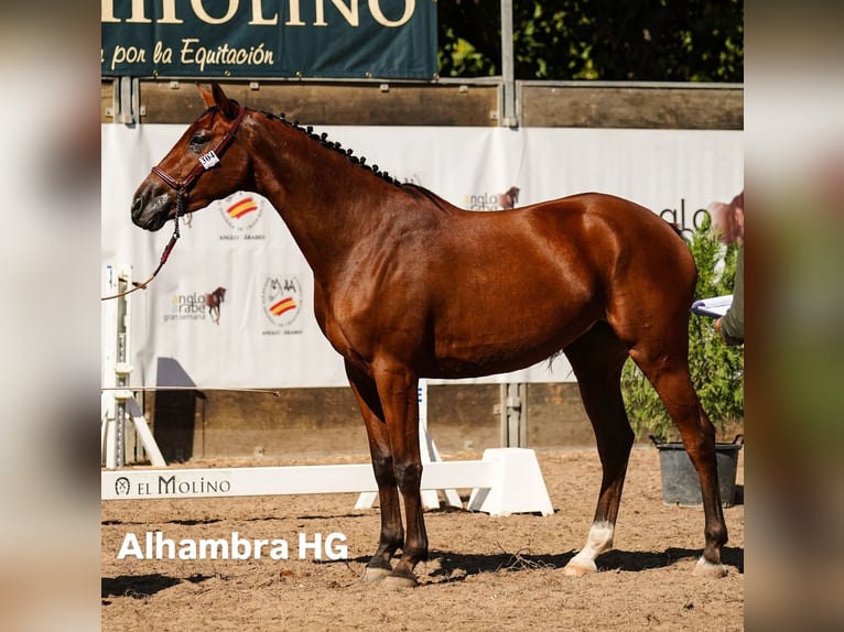 Anglo-Arabier Merrie 4 Jaar 166 cm Donkerbruin in Valdepeñas