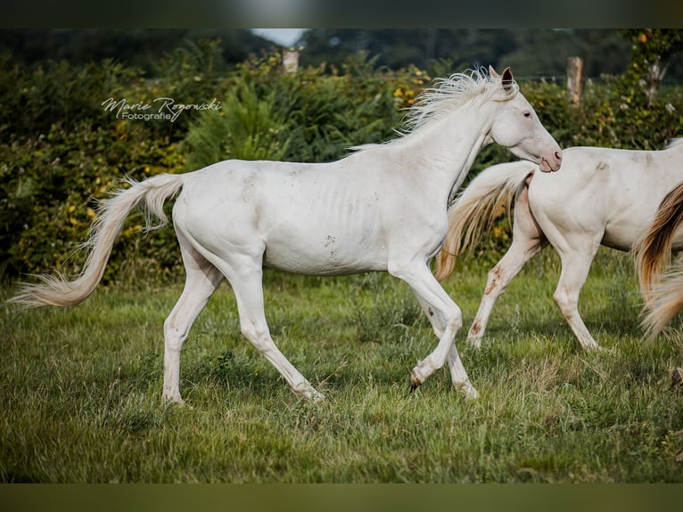Anglo-Arabier Merrie 5 Jaar 151 cm Wit in Beaumont-Pied-de-Buf