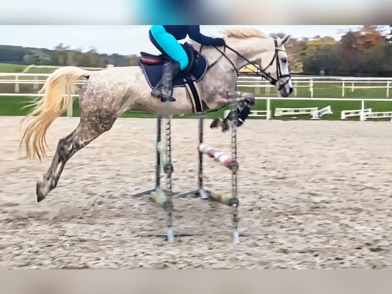 Anglo-Arabier Mix Merrie 5 Jaar 160 cm Wit in Hlučín