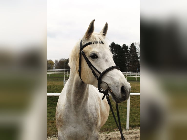 Anglo-Arabier Mix Merrie 5 Jaar 160 cm Wit in Hlučín