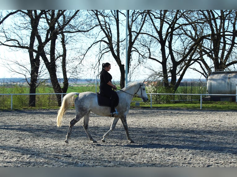 Anglo-Arabier Mix Merrie 5 Jaar 160 cm Wit in Hlučín
