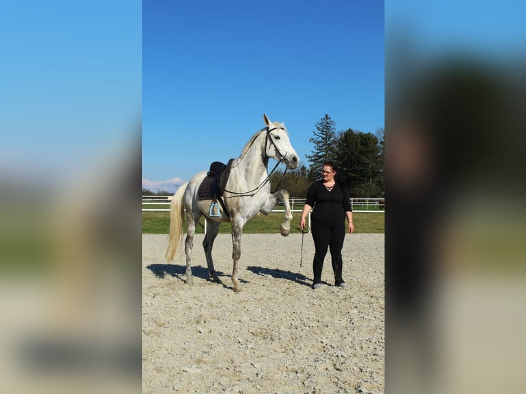 Anglo-Arabier Mix Merrie 5 Jaar 160 cm Wit in Hlučín