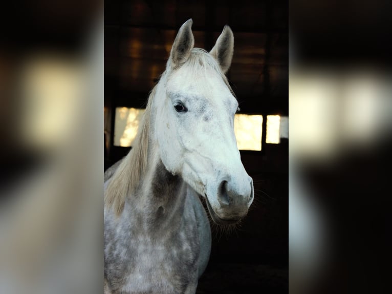 Anglo-Arabier Mix Merrie 5 Jaar 160 cm Wit in Hlučín