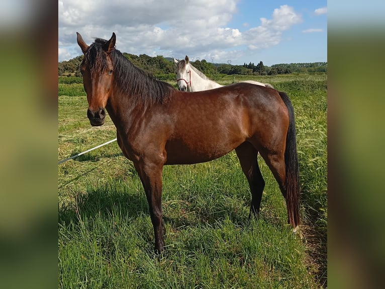Anglo-Arabier Merrie 5 Jaar 163 cm Zwartbruin in CONNAUX