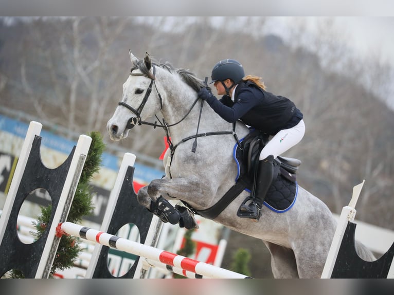 Anglo-Arabier Merrie 6 Jaar 163 cm Schimmel in Centro Ippico Casabassa