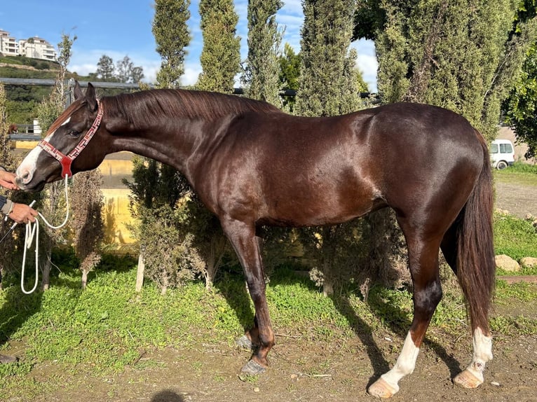Anglo-Arabier Merrie 6 Jaar 165 cm Donkere-vos in Mijas