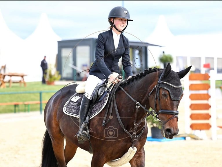 Anglo-Arabier Merrie 6 Jaar 168 cm Bruin in Osterode am Harz