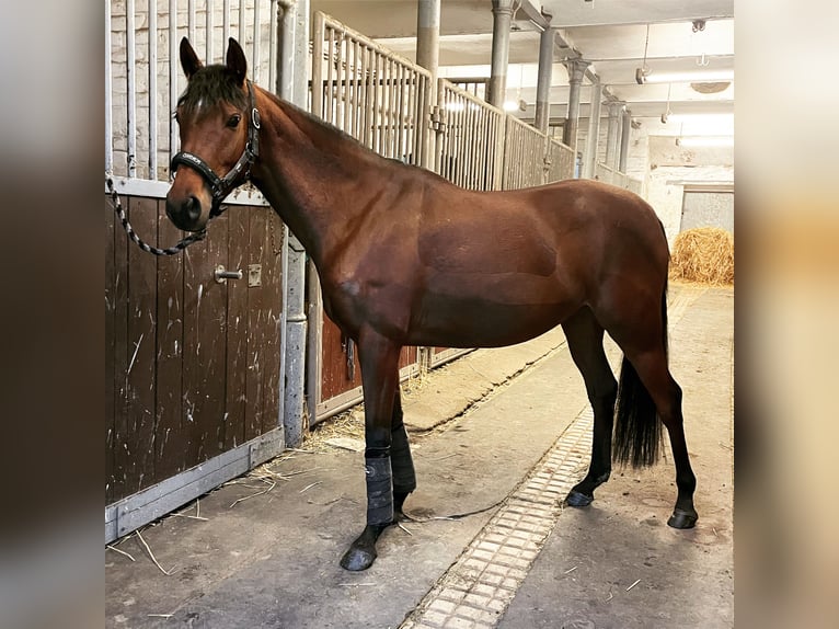 Anglo-Arabier Merrie 7 Jaar 151 cm Bruin in Thümmlitzwalde