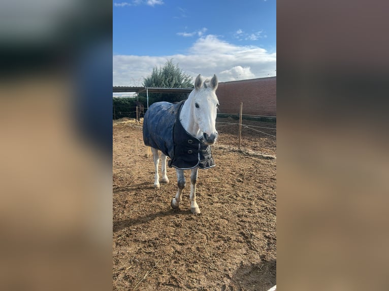 Anglo-Arabier Merrie 7 Jaar 157 cm Schimmel in Madrid