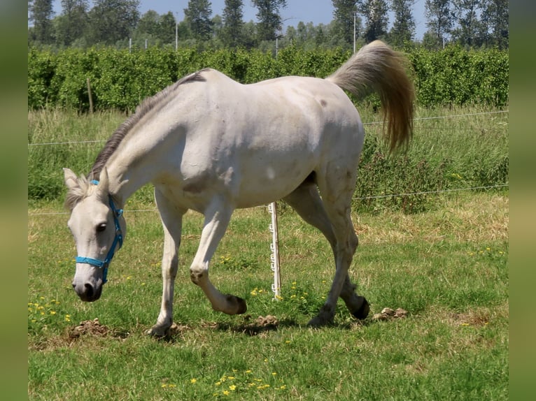 Anglo-Arabier Merrie 7 Jaar 158 cm Schimmel in Beveren