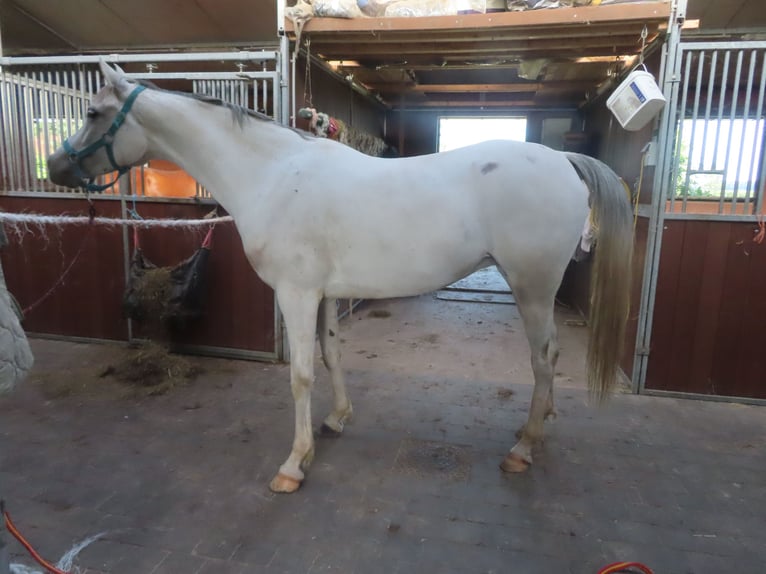Anglo-Arabier Merrie 7 Jaar 158 cm Schimmel in Beveren