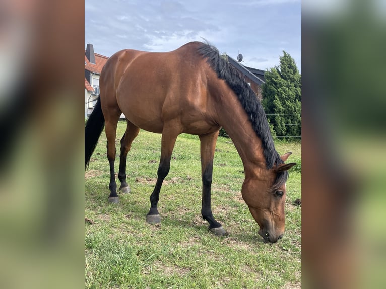 Anglo-Arabier Merrie 8 Jaar 151 cm Bruin in Wermsdorf
