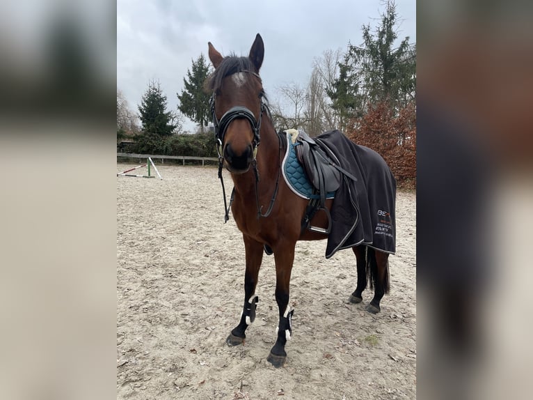 Anglo-Arabier Merrie 8 Jaar 151 cm Bruin in Wermsdorf