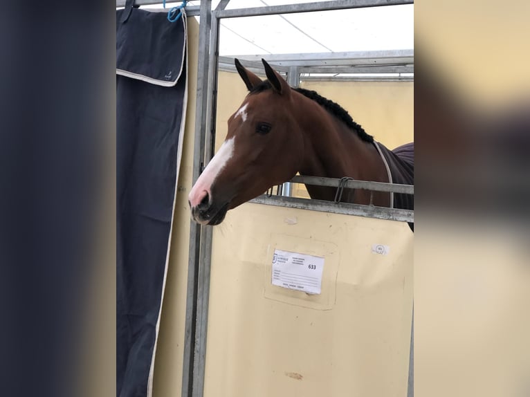 Anglo-Arabier Merrie 8 Jaar 160 cm Bruin in Barbizon