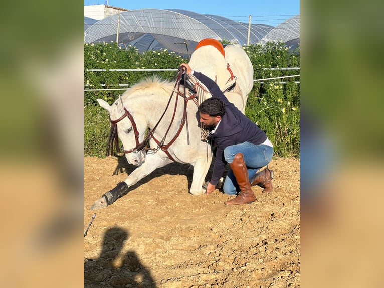 Anglo-Arabier Merrie 8 Jaar 160 cm Schimmel in Palos De La Frontera